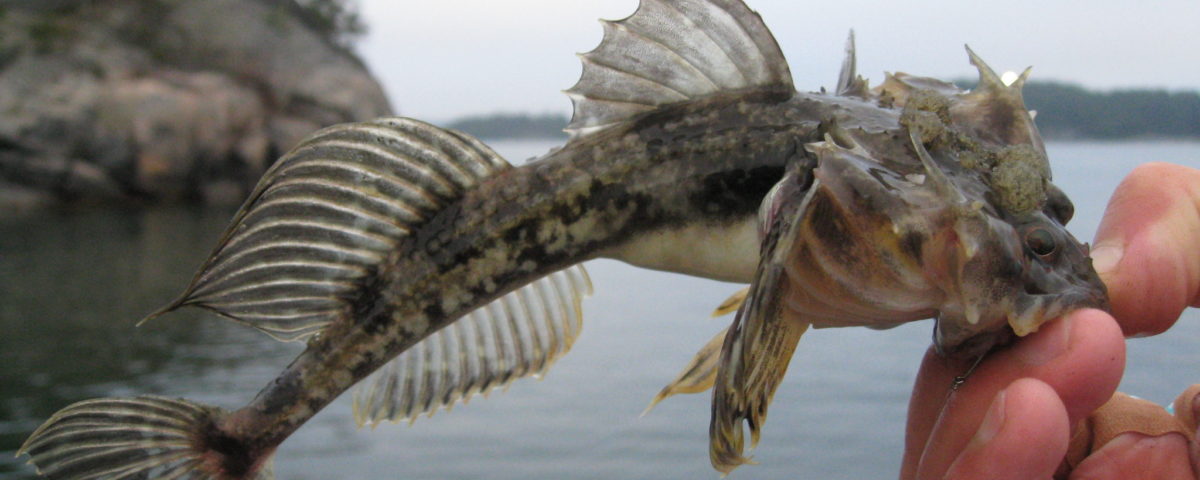 Härkäsimppu