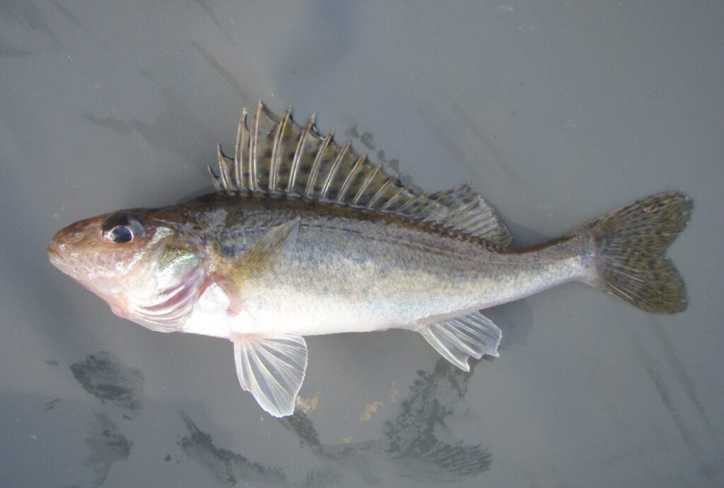 Kiiski Gymnocephalus cernua Kiiski
