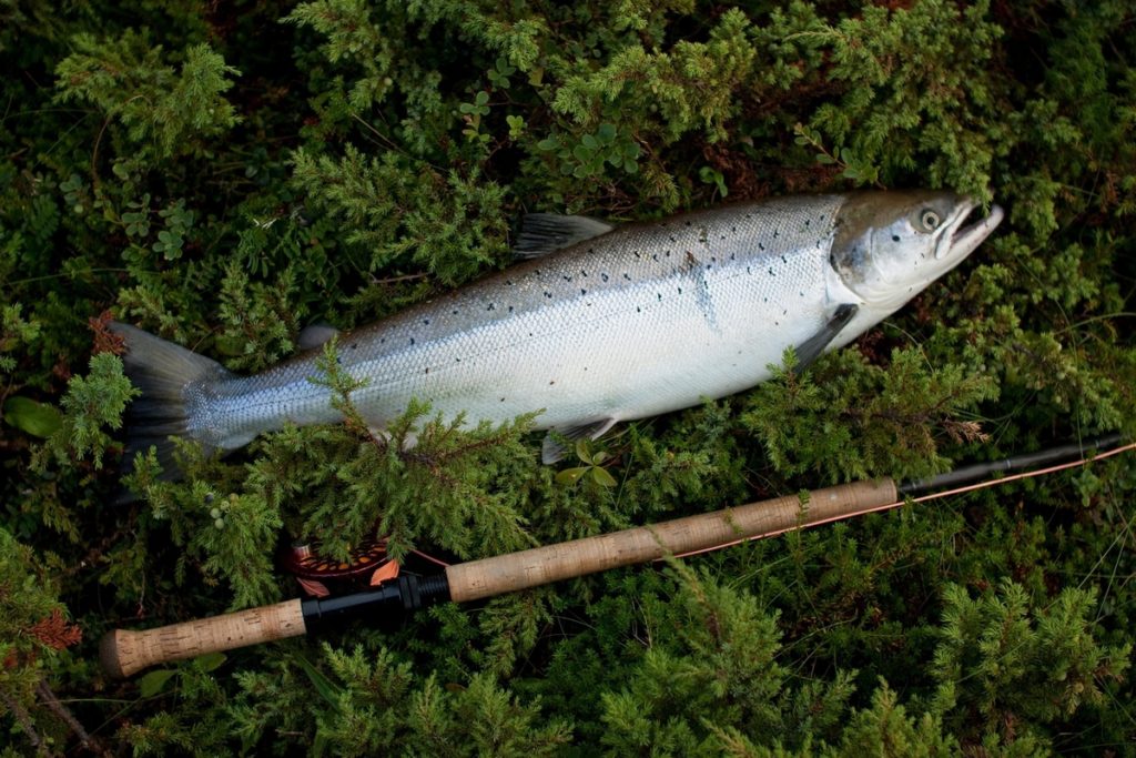 Lohi Salmo salar Lohi