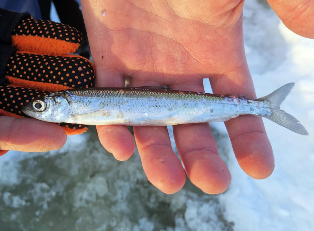 Muikkua voi kalastaa myös pilkillä. Kuva: Juha Ojaharju. Muikkua voi kalastaa myös pilkillä. Kuva: Juha Ojaharju.