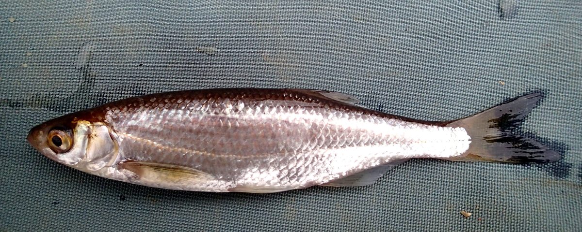 Salakka on pienikokoinen särkikala