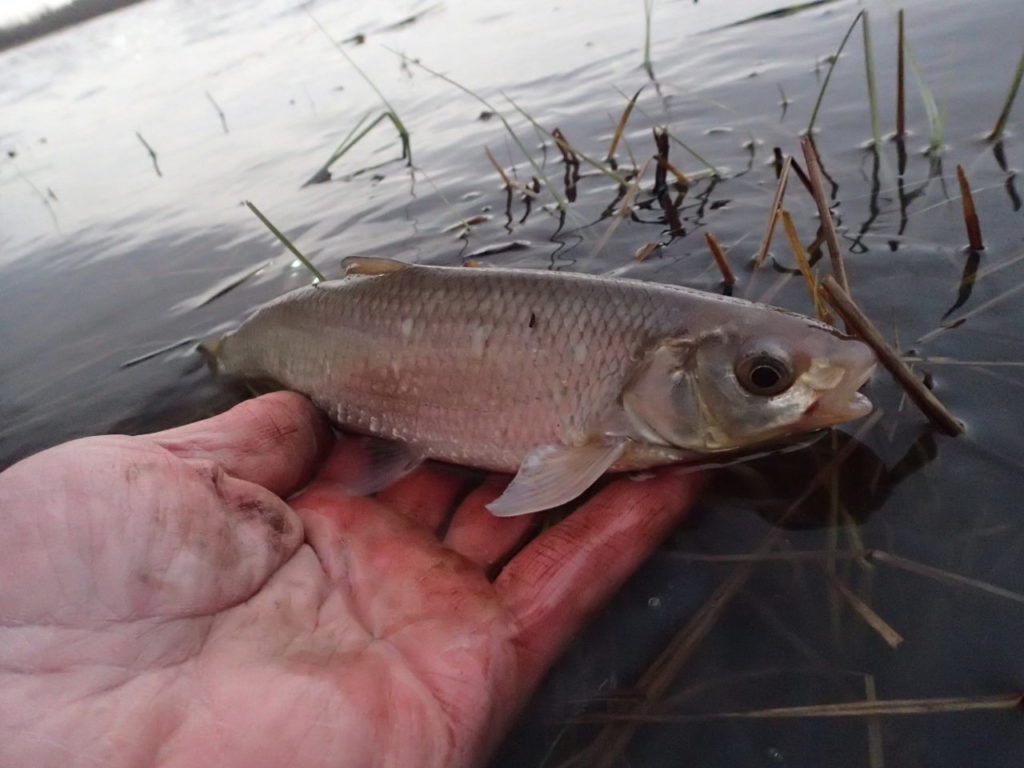 Seipi Seipi