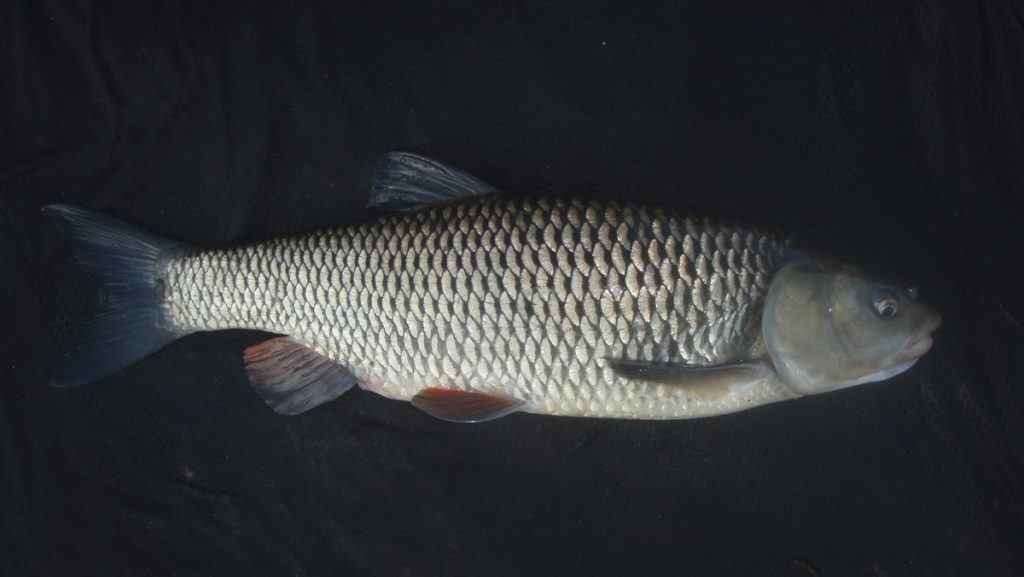 Turpa Squalius cephalus Turpa