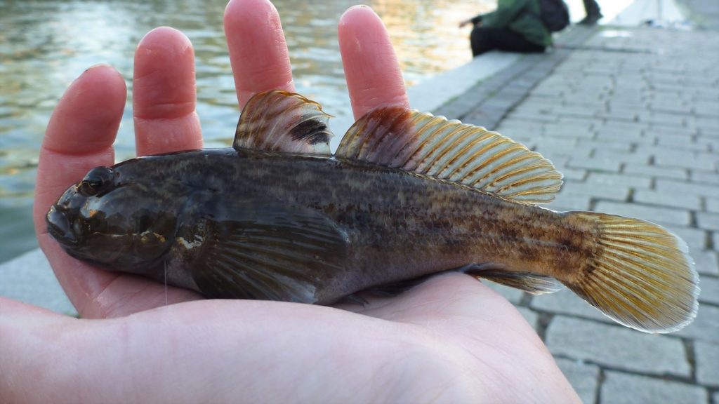 Mustatäplätokko - Neogobius melanostomus Mustatäplätokko - Neogobius melanostomus