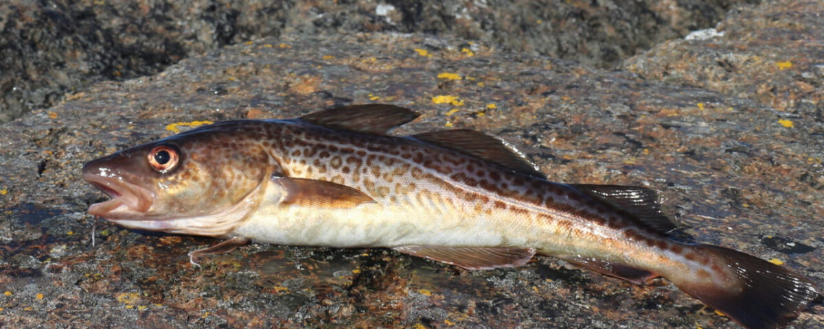 Turska