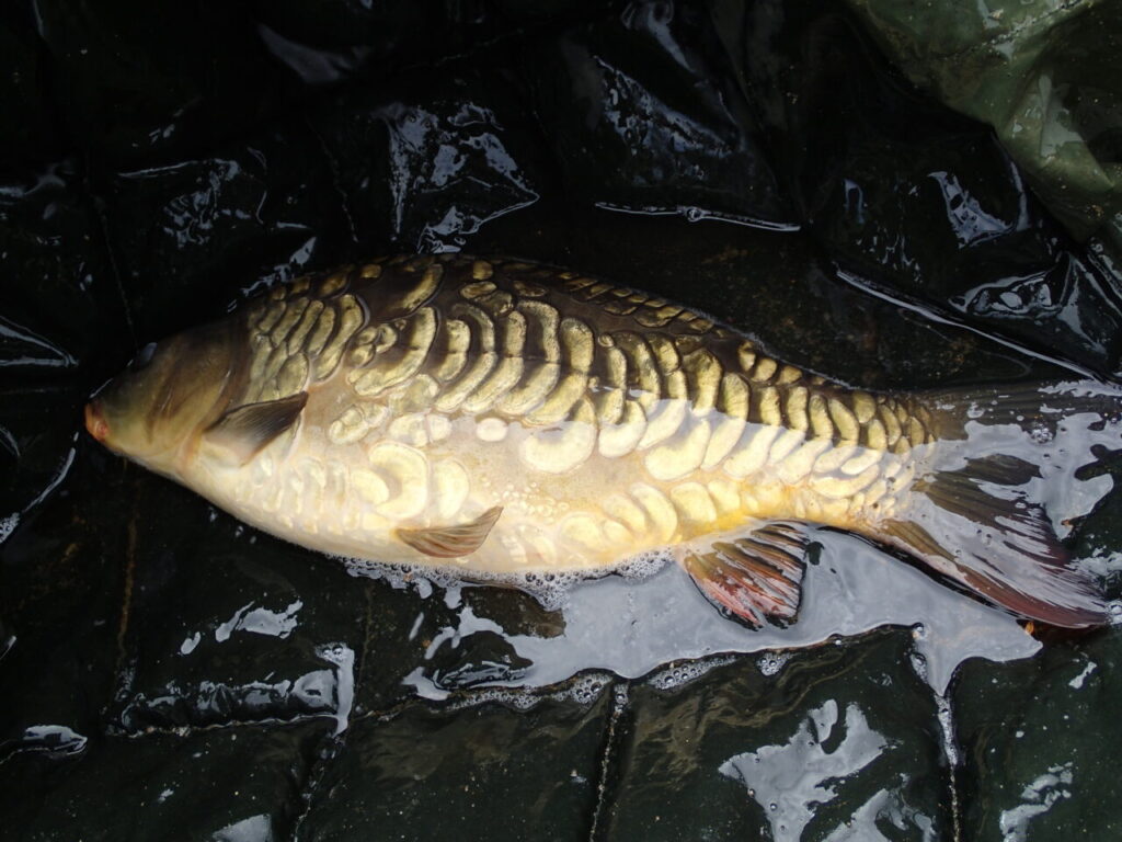 Karppi Cyprinus carpio Karppi Cyprinus carpio