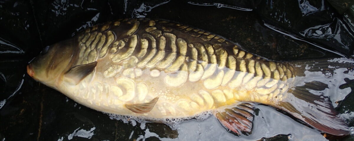 Karppi Cyprinus carpio