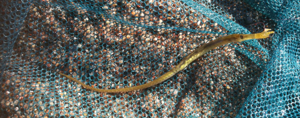 Särmäneula Syngnathus typhle Syngnathus typhle