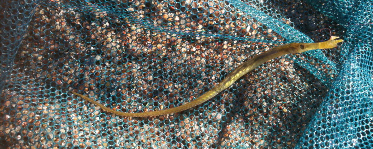 Syngnathus typhle