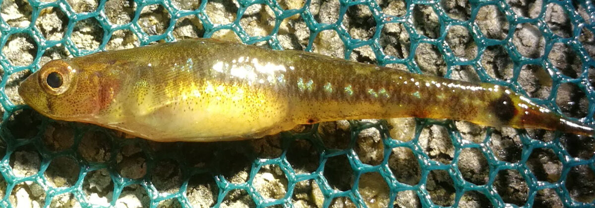 Seitsenruototokko Gobiusculus flavescens