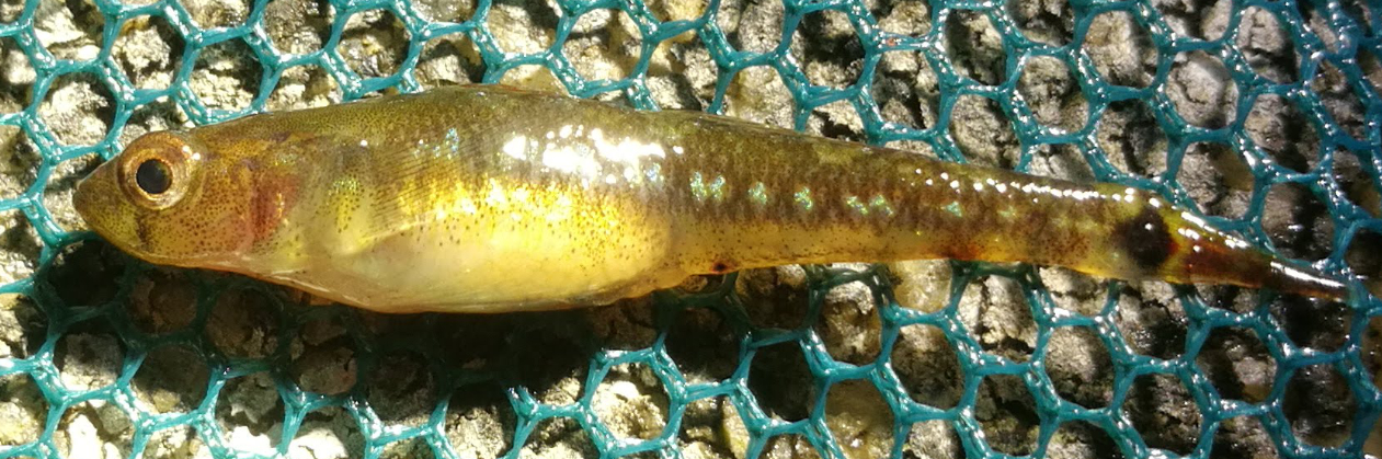 Seitsenruototokko Gobiusculus flavescens Seitsenruototokko Gobiusculus flavescens