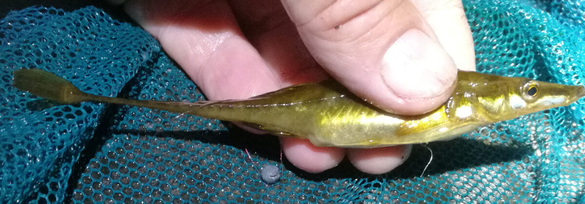 Vaskikala Spinachia spinachia