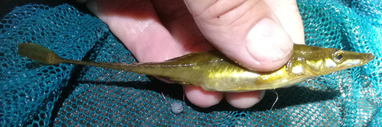 Vaskikala Spinachia spinachia Vaskikala Spinachia spinachia